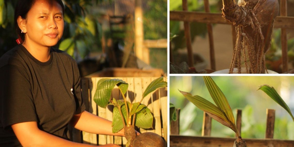 Pasutri Kuwolu Sulap Limbah Batok Kelapa Menjadi Pot dan Bonsai Cantik